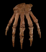 Cave Bear Feet 