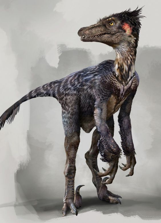 Dromaeosaurus (Raptors) - Coming 2016