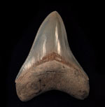 Megalodon teeth - So. Carolina Top Quality Meg teeth (less than 5 inch) Megalodon teeth - So. Carolina Top Quality Meg teeth (less than 5 inch)