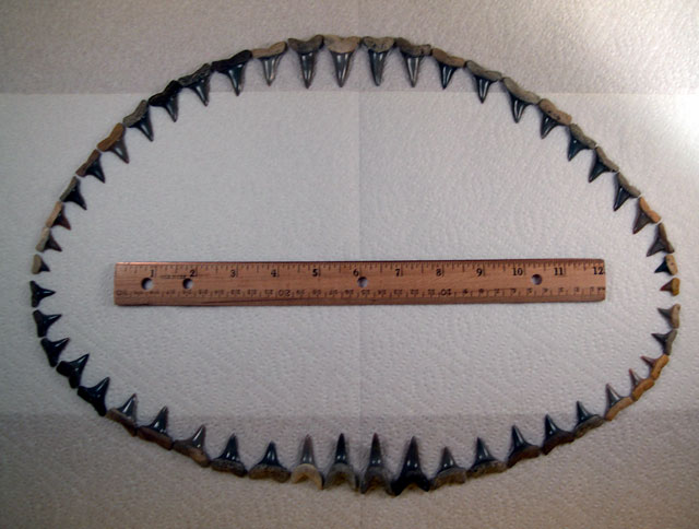 Isurus praecursor Dentition