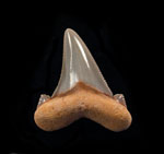 Auriculatus teeth (Megalodon ancestor) Auriculatus teeth (Megalodon ancestor)