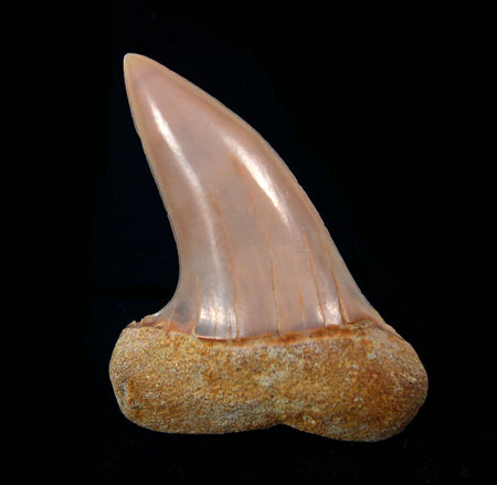 Isurus planus
