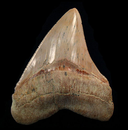 Sharktooth Hill Megalodon Teeth