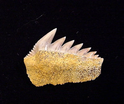 Sharktooth Hill - Hexanchus Sharktooth Hill - Hexanchus