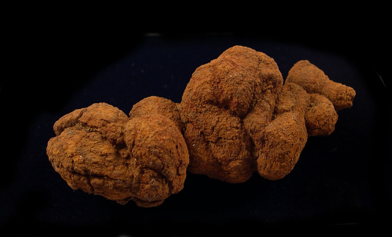 Coprolites