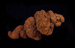 Coprolites Coprolites