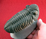 Trilobites - Morocco Trilobites - Morocco