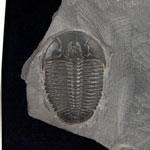 Trilobites - US Trilobites - US