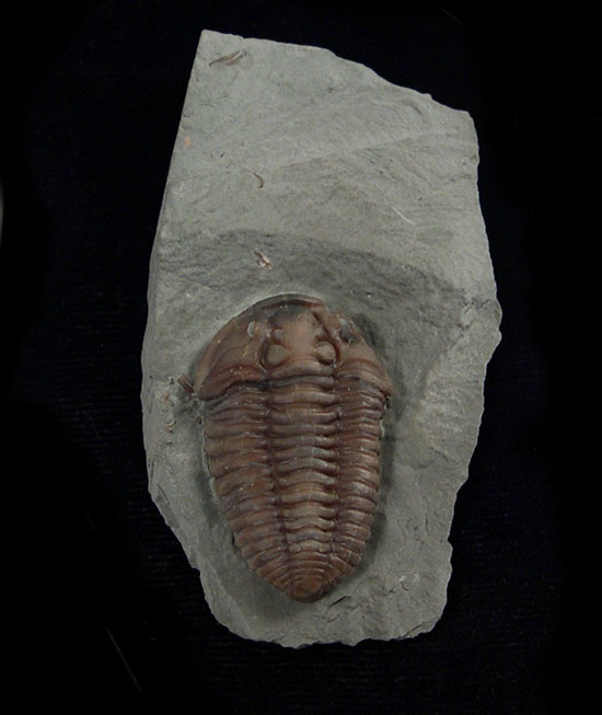 USA - Catalog #3 - Flexicalymene