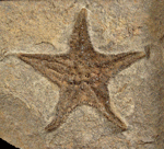 Star Fish Star Fish