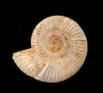 Ammonites - Catalog #1 Ammonites - Catalog #1