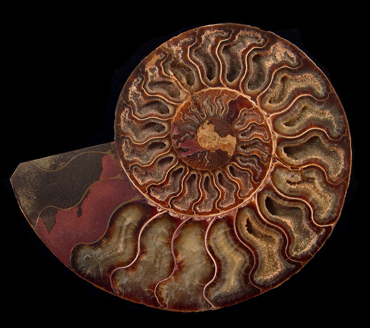 Madagascar Ammonites-Catalog #2