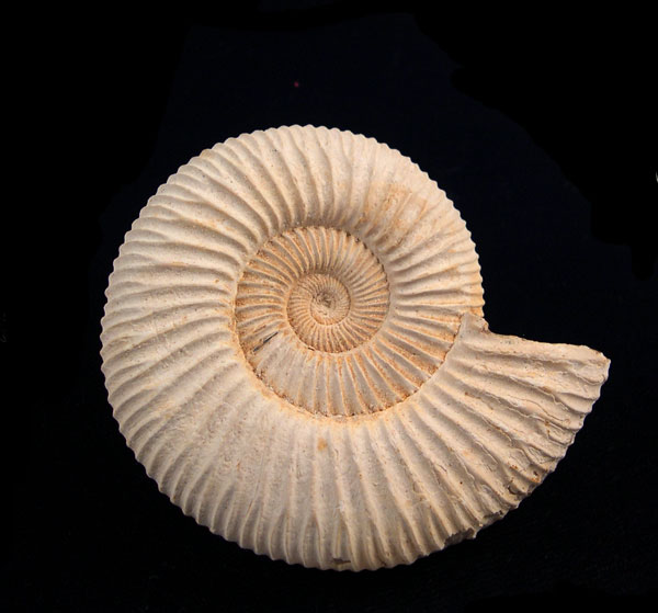 Madagascar Ammonites - Catolog #3