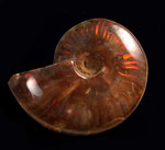 Ammonites (Red Flash) Ammonites (Red Flash)
