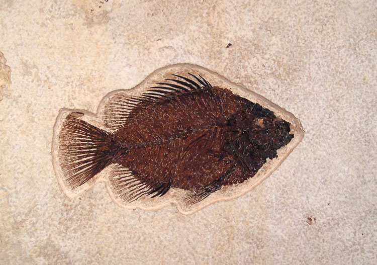 Priscacara Fossil Fish - Green River Fm.