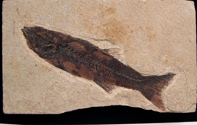 Mioplosus Fossil Fish - Green River Fm. Mioplosus Fossil Fish - Green River Fm.