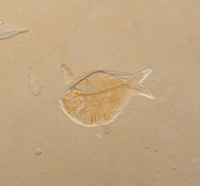 Fossil Fish - Other Fish Species