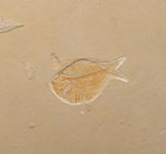 Fossil Fish - Other Localities Fossil Fish - Other Localities