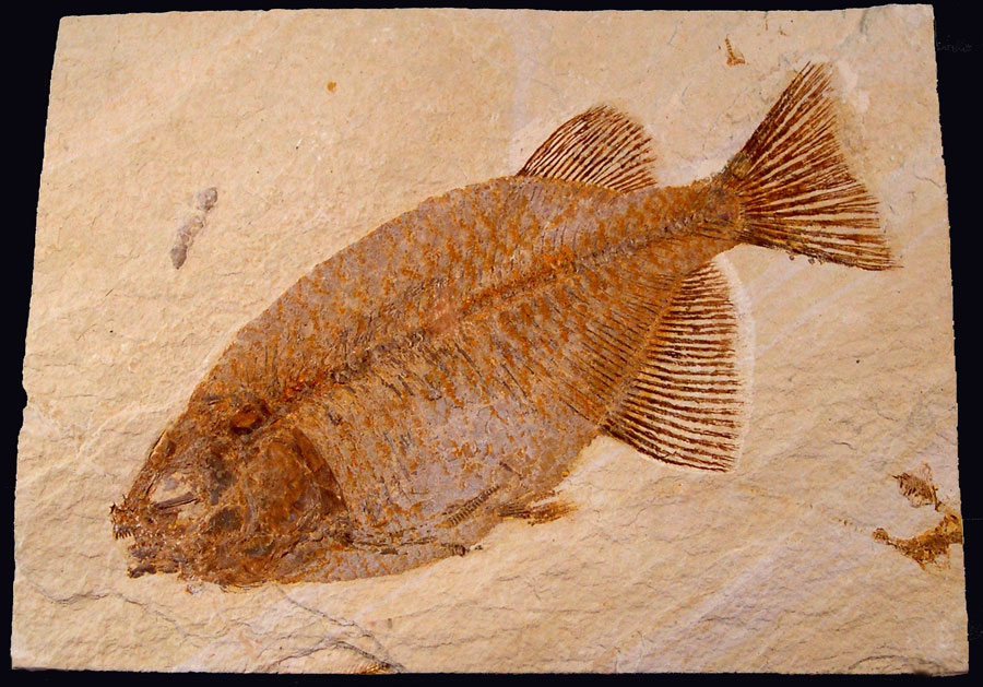 Phareodus Fossil Fish - Green River Fm. Phareodus Fossil Fish - Green River Fm.