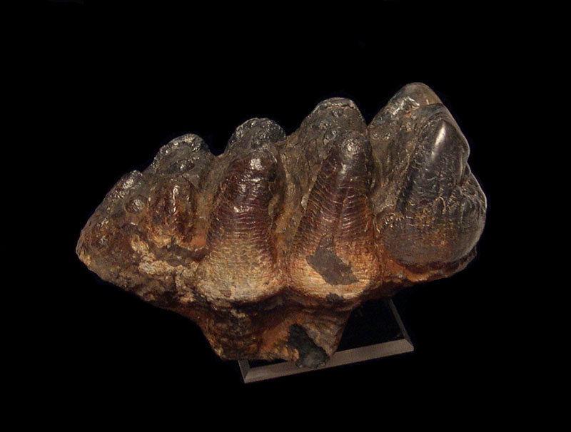 Gomphotherium Teeth & Fossils