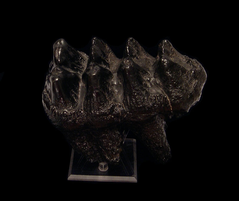 Mastodon Teeth and Fossils - Old