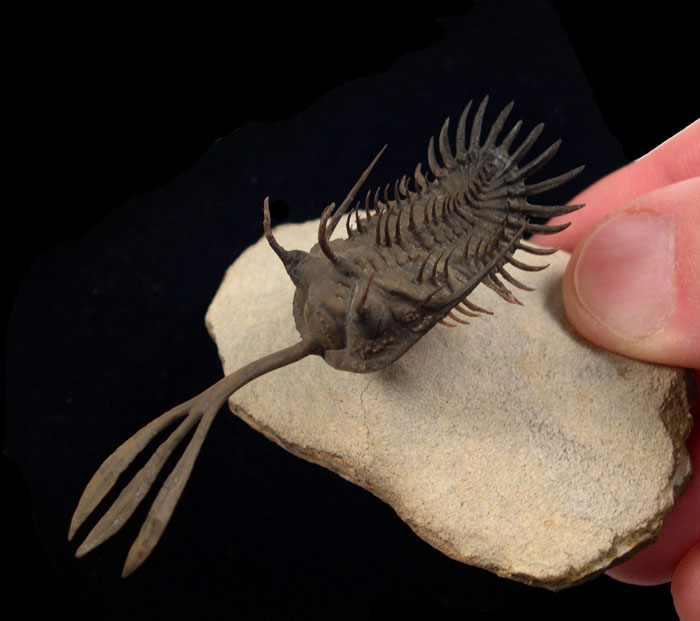 Moroccan - Walliserops 