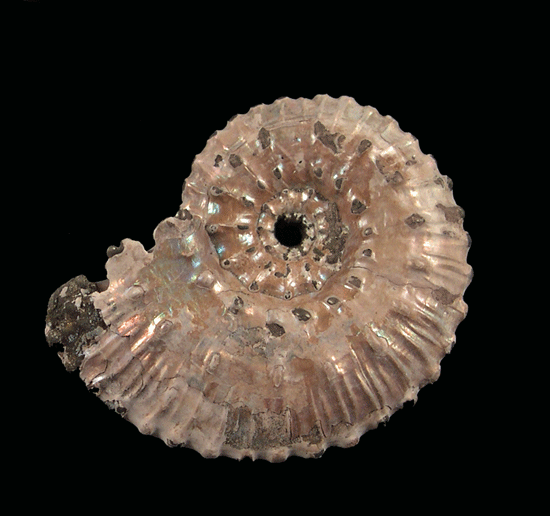 Pyritized Ammonites - Catalog #2
