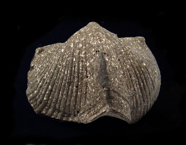Brachiopods, Gastropods and Other Shells