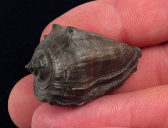 Gastropods