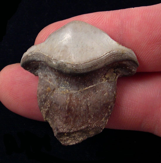 Paleozoic sharks - USA