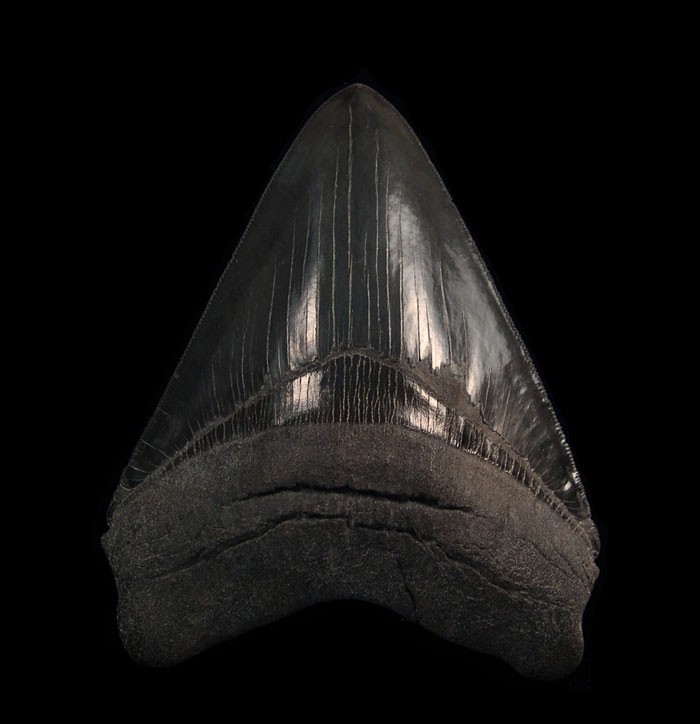 BLACK Megalodon Teeth BLACK Megalodon Teeth