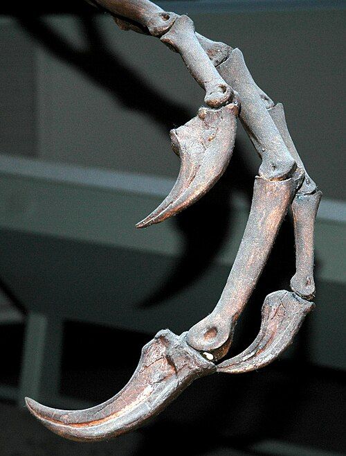 Oviraptor finger Buried Treasure Fossils