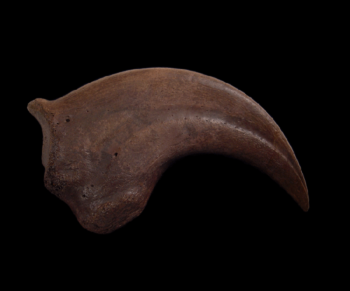 Anzu wyliei hand claw for sale | Buried Treasure Fossils