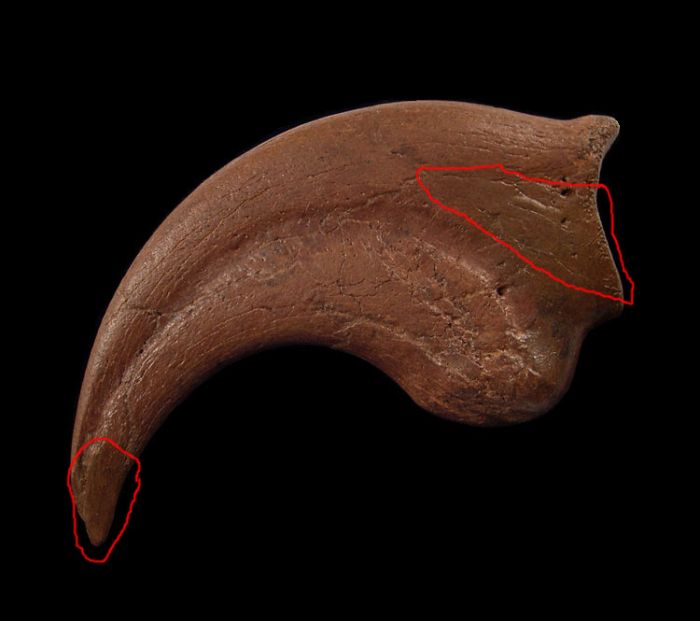 Anzu wyliei hand claw | Buried Treasure Fossils