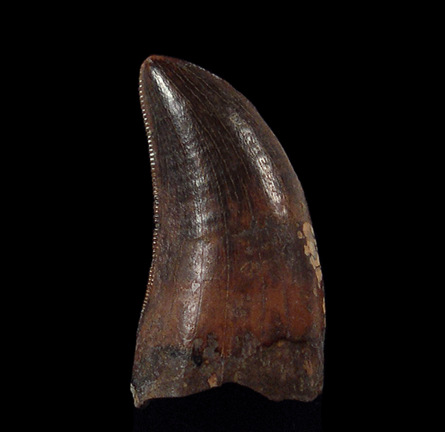 Real Nanotyrannus tooth for sale | Buried Treasure Fossils