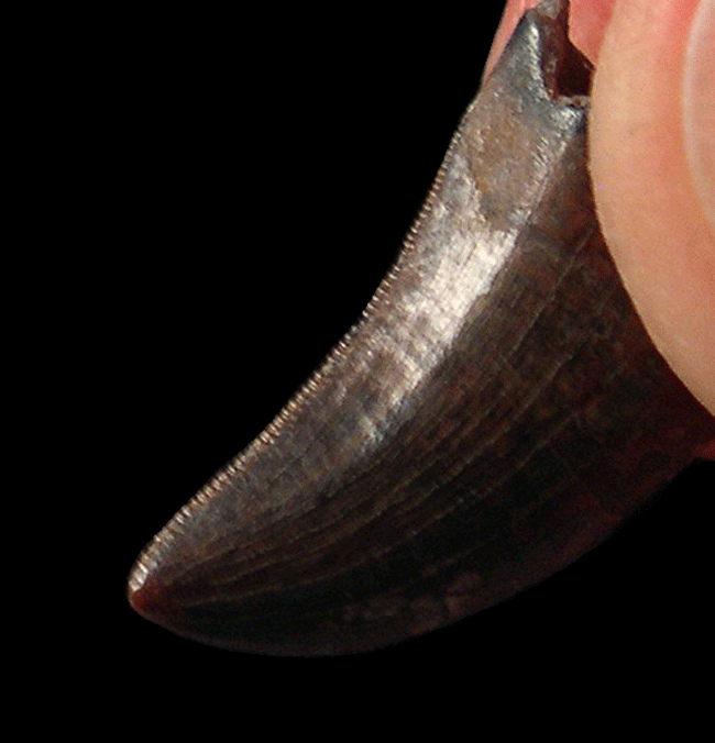 Real Nanotyrannus tooth for sale | Buried Treasure Fossils
