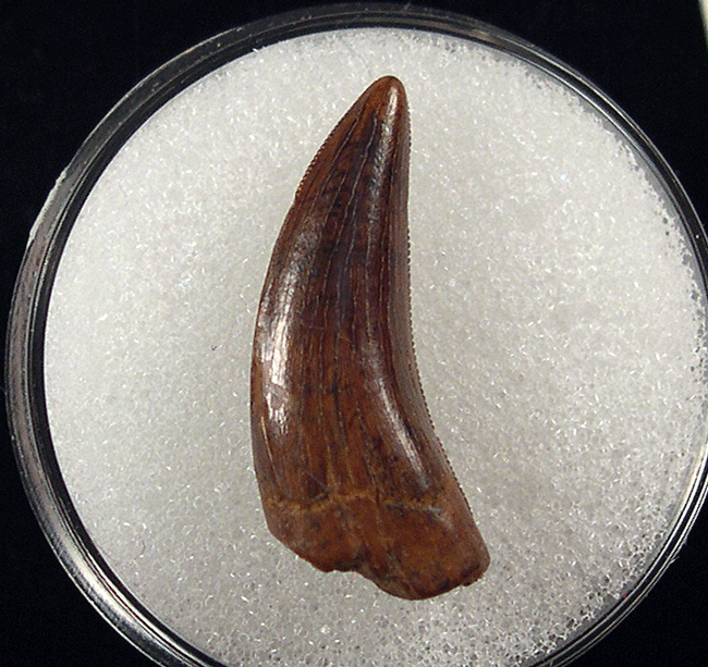 Hell Creek Nano tooth | Buried Treasure Fossils