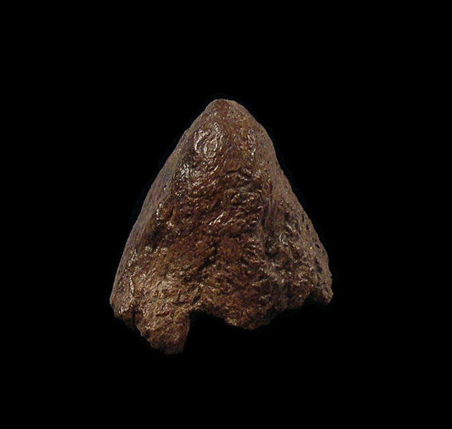 Pachycephalosaurus node cluster for sale | Buried Treasure Fossils