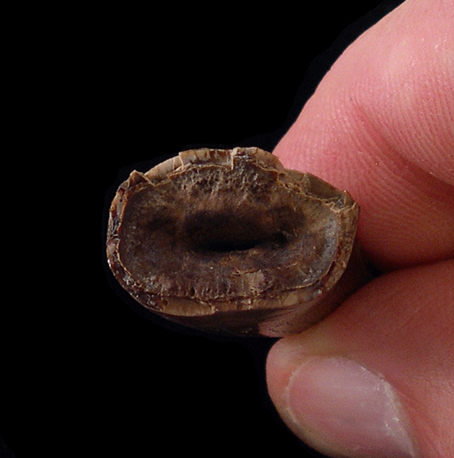 Large Albertosaurus tooth for sale | Buried Treasure Fossils