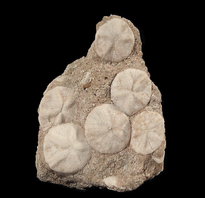 Asrtodapsis sand dollars – California for sale | Buried Treasure
