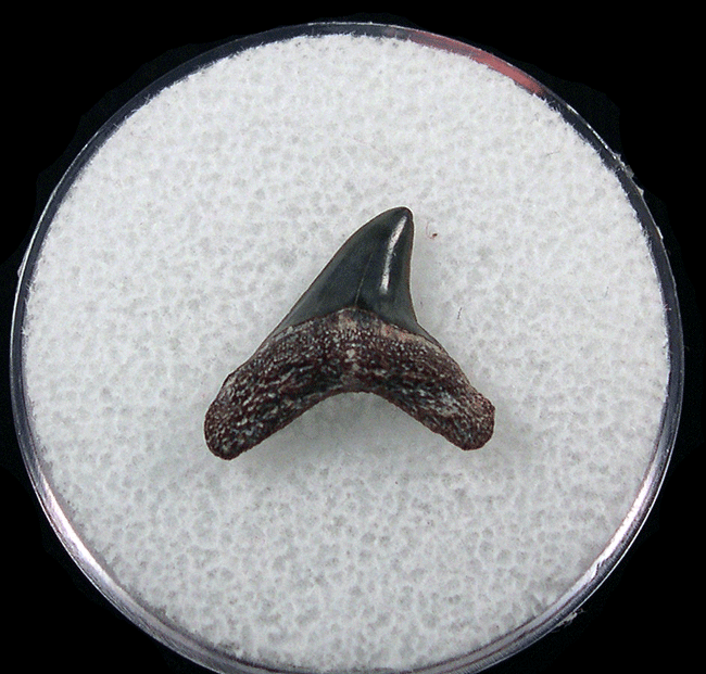 Alopias superciliosus tooth for sale - Bone Valley | Buried