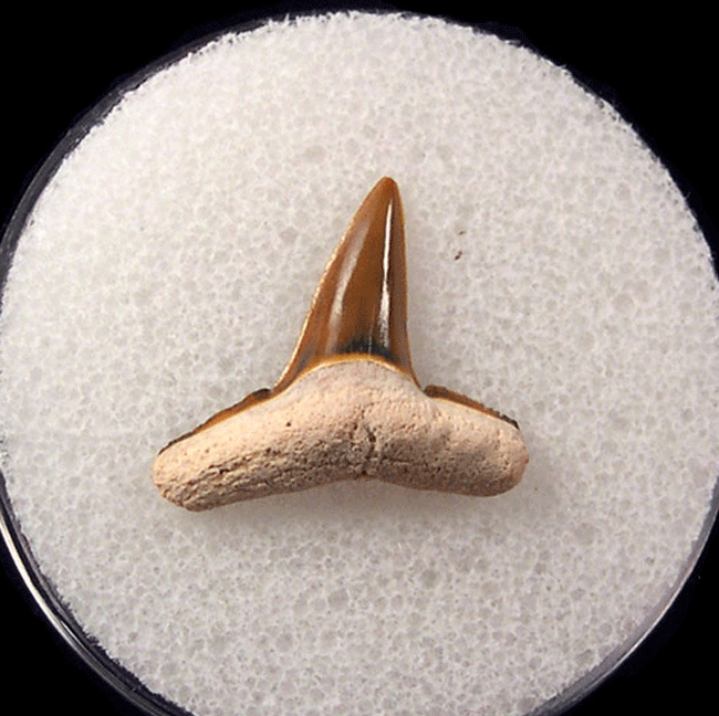 Colorful Lemon shark tooth for sale | Buried Treasure Fossils