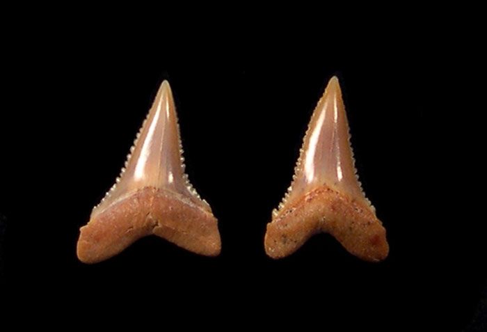 Chile Great White shark tooth pair for jewelry Buried Treasure