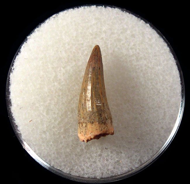 Jordanian Platecarpus ptychodon (Mosasaur) tooth for sale | Buried