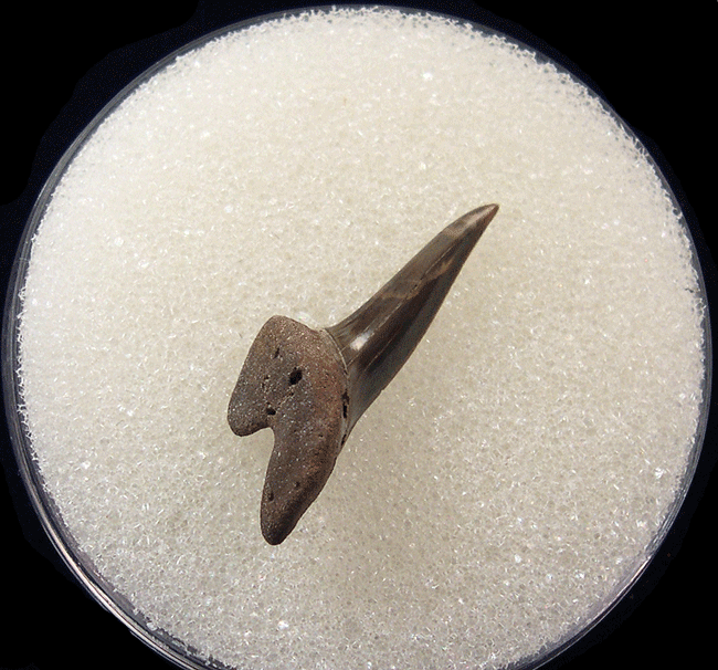 Rare Kazakhstan Xiphodolamia tooth for sale | Buried Treasure Fossils