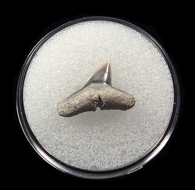 Large Lee Creek Sphyrna zygaena shark tooth | Buried Treasure Fossils