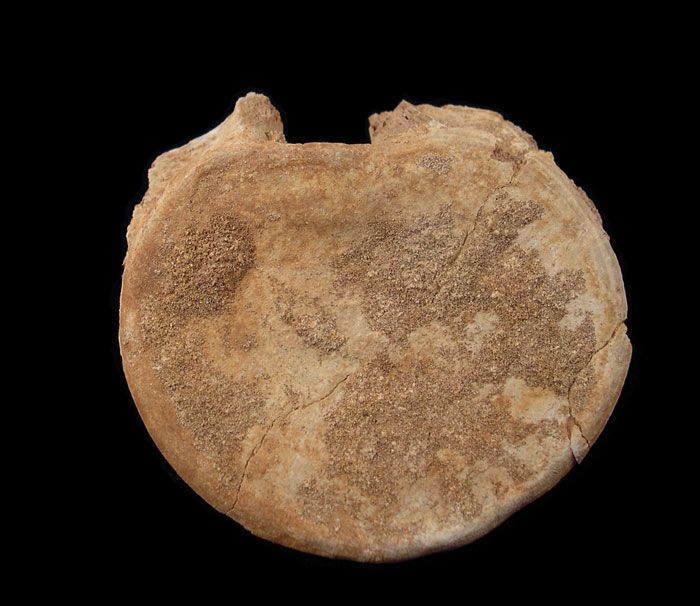 標本 Very Rare Mecosarthron buphagus 65mm Extra large Mosasaur vertebra for sale | Buried Treasure Fossils