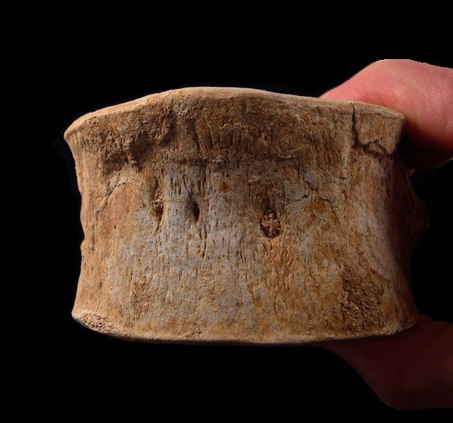 Extra large Mosasaur vertebra for sale | Buried Treasure Fossils