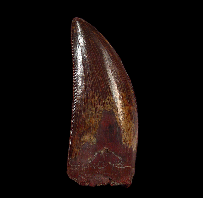 Top quality Carcharodontosaurus tooth from Morocco | Buried