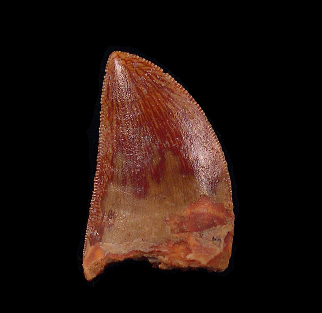 Carcharodontosaurus saharicus 実物歯化石 Cretaceous theropod dinosaur tooth for sale | Buried Treasure Fossil